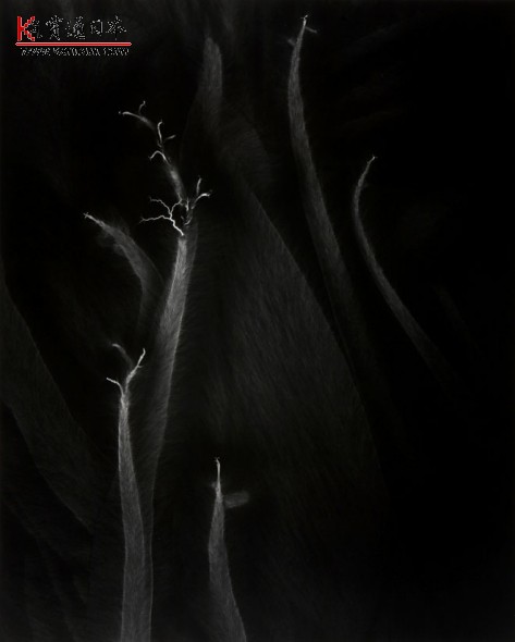 ձӰʦɼ˾Hiroshi Sugimotoľͼ