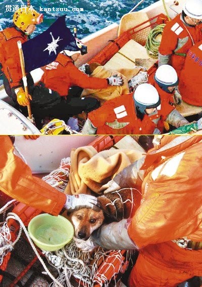 日本发现震后被困水中3周的“命大”小狗(图)