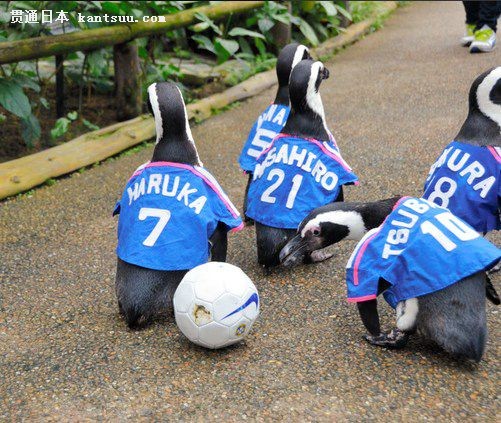 企鹅们在传球。