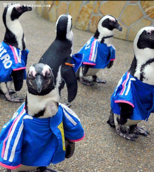松江市一动物园的企鹅穿着队服。