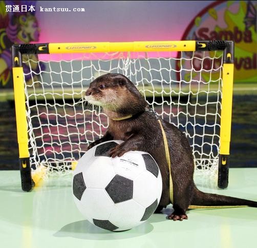 日本海狮水獭配合世界杯踢足球 攻防有序