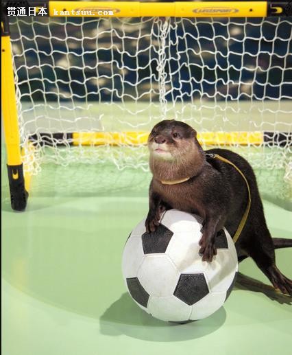 日本海狮水獭配合世界杯踢足球 攻防有序