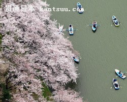 東京・千鳥ケ淵でボートから満開の桜を楽しむ人たち(29日)=共同