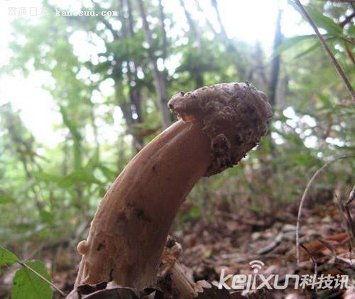 日本奇葩蘑菇种类外观近似男性生殖器