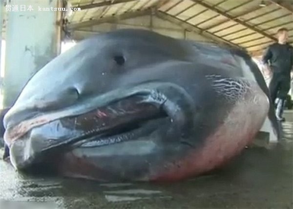 这才是大嘴,日本渔民意外捕获5米长巨口鲨