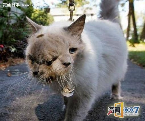 日本核辐射并未结束,动植物畸变出现双头猫,好吓人