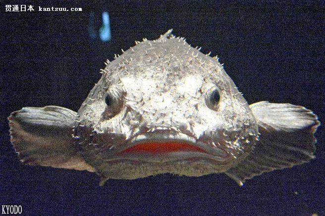 Ϊȫˮ㣨Blobfish